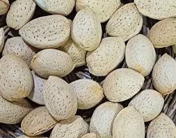 تصویر 2 از خرید و فروش بادام  درختی + فروش عمده